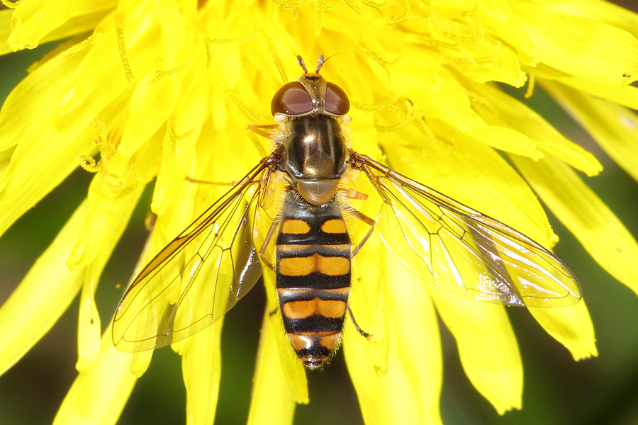 Episyrphus balteatus - Winterschwebfliege, Weibchen