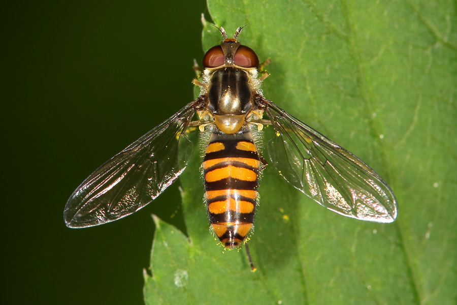 Episyrphus balteatus - Winterschwebfliege, Weibchen