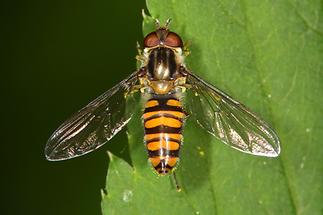 Episyrphus balteatus - Winterschwebfliege, Weibchen (3)