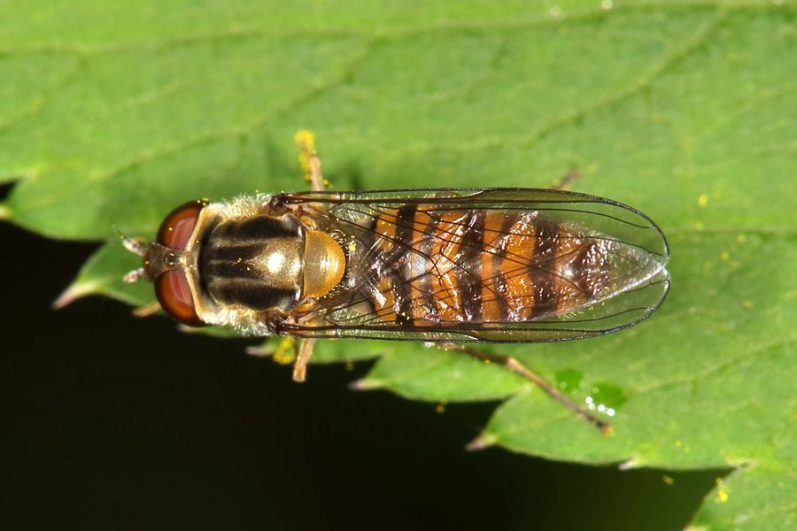 Episyrphus balteatus - Winterschwebfliege, Weibchen