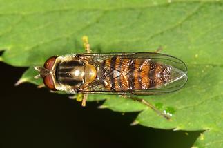 Episyrphus balteatus - Winterschwebfliege, Weibchen (4)