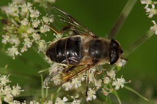 Eristalis interrupta - Mittlere Keilfleckschwebfliege, Weibchen