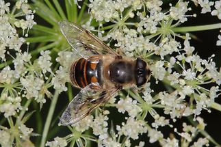 Eristalis tenax - Mistbiene, Scheinbienen-Keilfleckschwebfliege, Männchen (1)