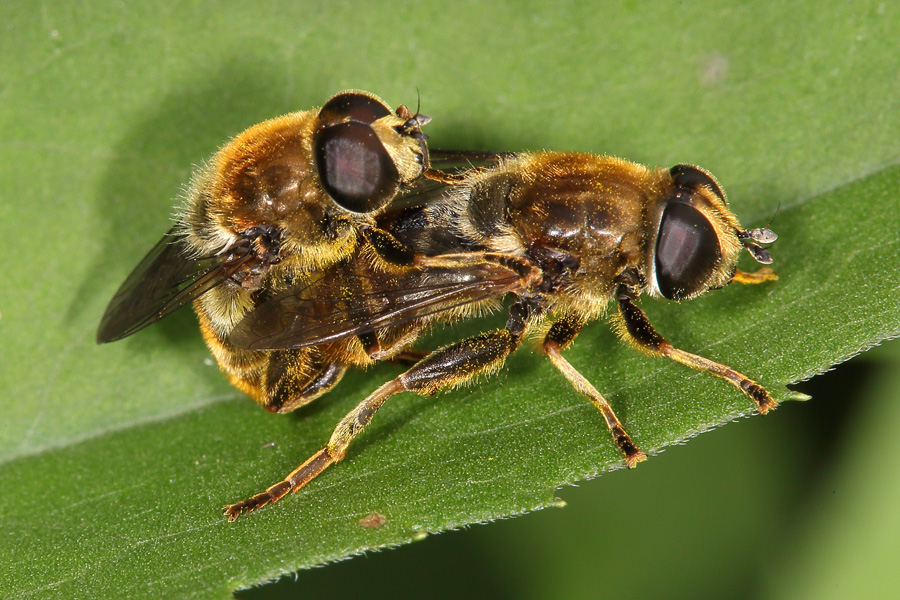 Eristalis tenax - Mistbiene, Paar