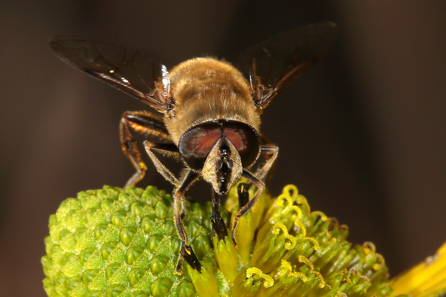 Eristalis tenax - Mistbiene, Portrait