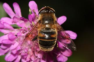 Eristalis tenax - Mistbiene, Scheinbienen-Keilfleckschwebfliege, Weibchen
