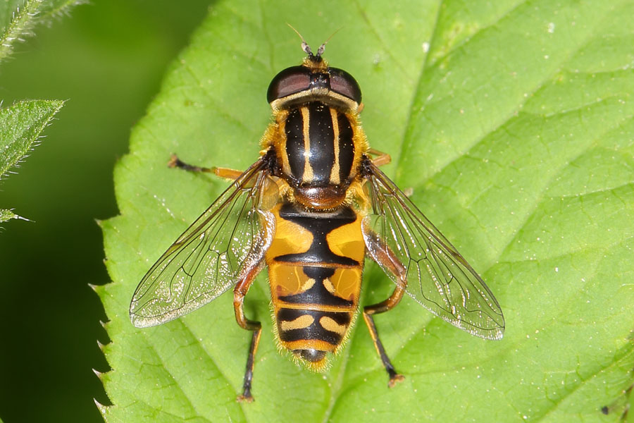 Helophilus pendulus - Gemeine Sumpfschwebfliege, auf Blatt sitzend