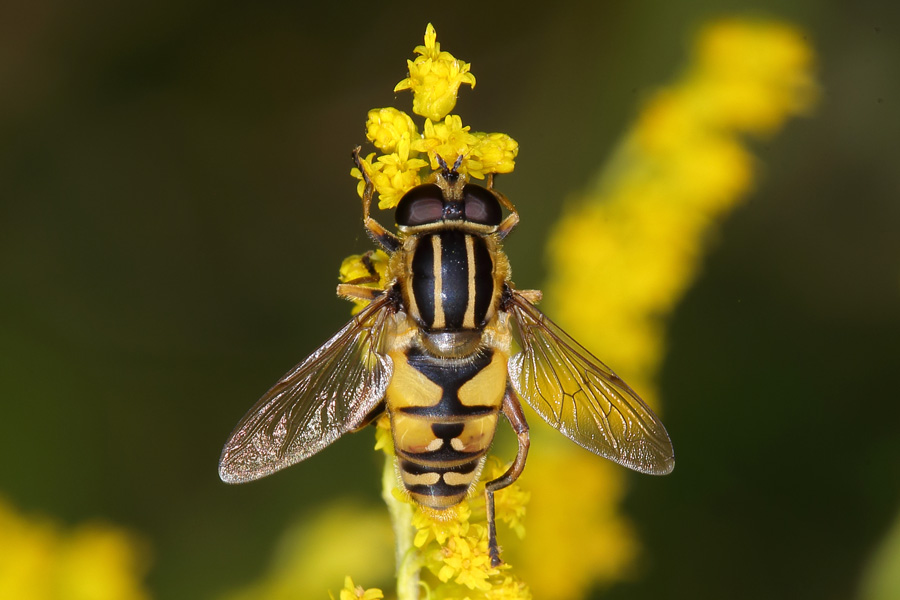 Helophilus pendulus - Gemeine Sumpfschwebfliege, auf Blüte sitzend