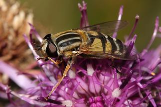 Helophilus trivittatus - Große Sumpfschwebfliege, Weibchen