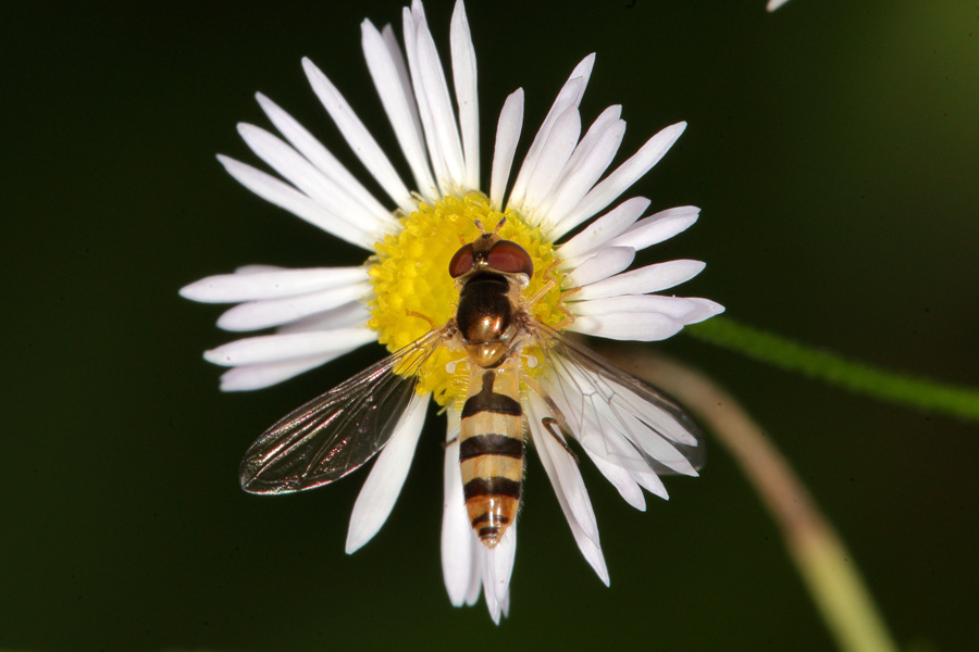 Meliscaeva cinctella - Späte Frühlingsschwebfliege, auf Gänseblümchen