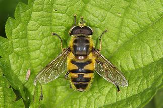 Myathropa florea - Totenkopfschwebfliege, Männchen