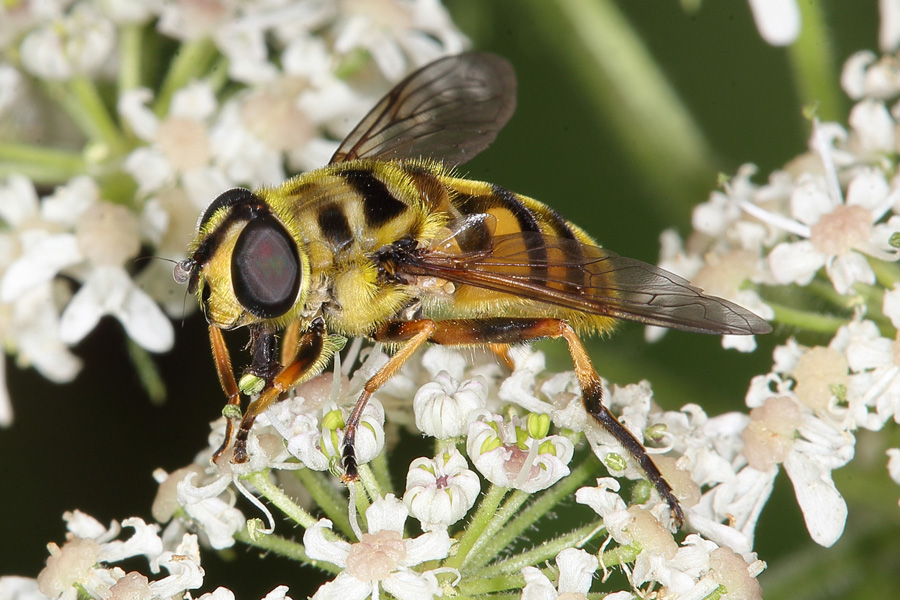 Myathropa florea - Totenkopfschwebfliege, Weibchen