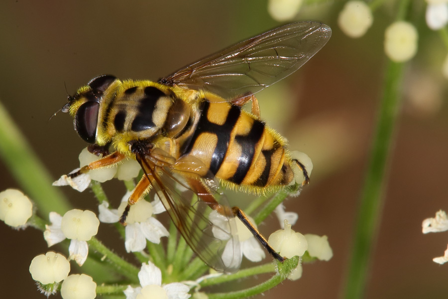 Myathropa florea - Totenkopfschwebfliege, Weibchen