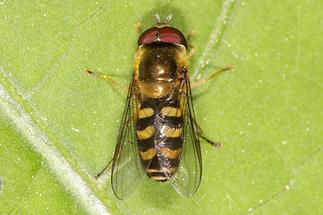 Scaeva selenitica - Frühe Großstirnschwebfliege, auf Blatt