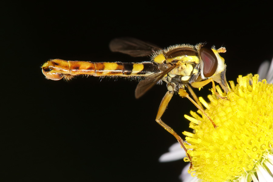 Sphaerophoria scripta - Gemeine Langbauchschwebfliege, Männchen