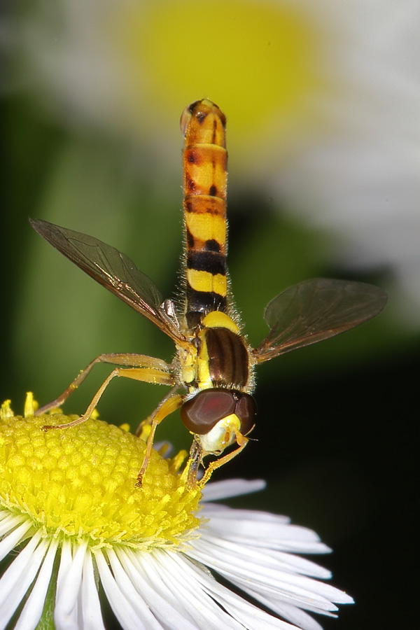 Sphaerophoria scripta - Gemeine Langbauchschwebfliege, Männchen