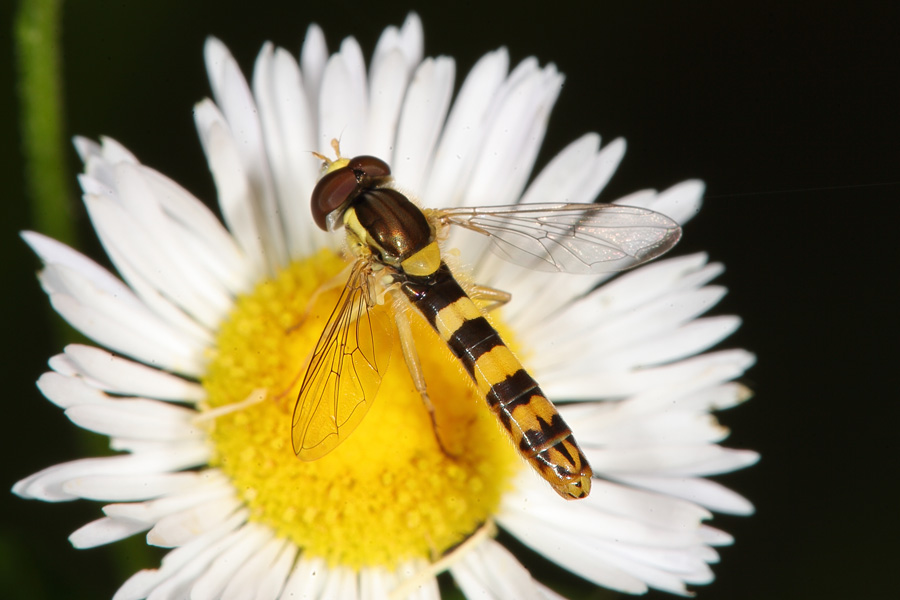 Sphaerophoria scripta - Gemeine Langbauchschwebfliege, Männchen