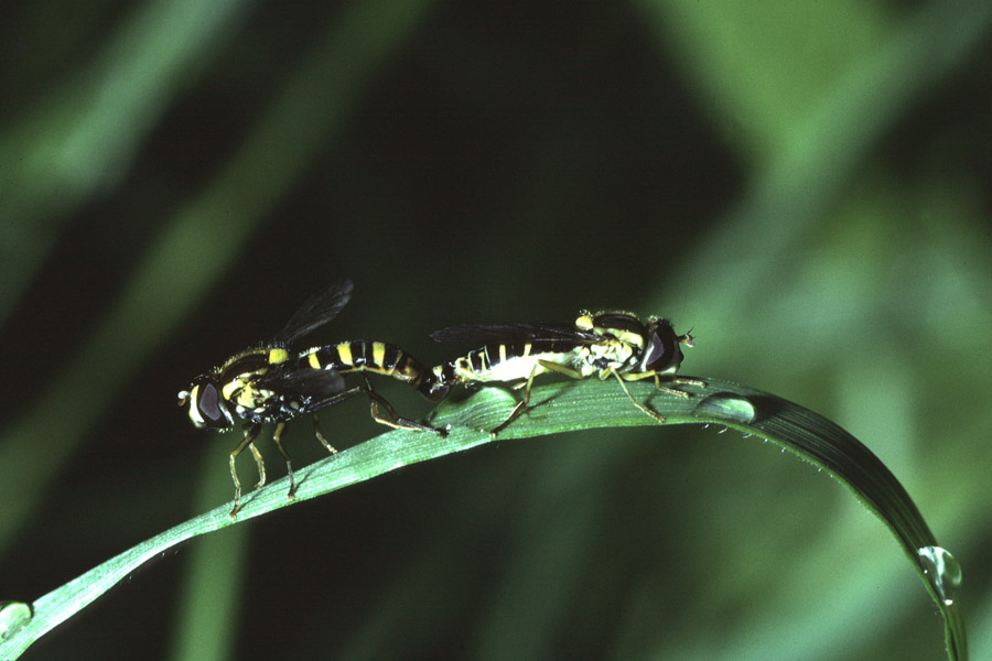 Sphaerophoria scripta - Gemeine Langbauchschwebfliege, Paar