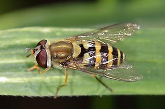 Syrphus ribesii - Große Schwebfliege, Weibchen