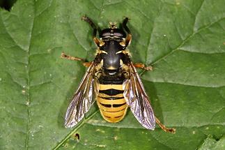 Temnostoma vespiforme - Wespen-Moderholzschwebfliege, Männchen (1)