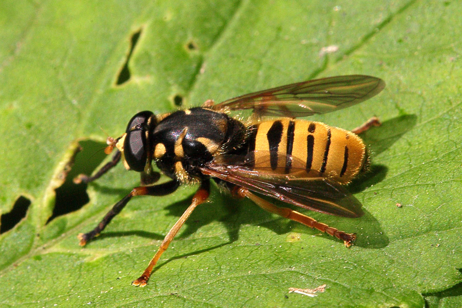 Temnostoma vespiforme - Wespen-Moderholzschwebfliege, Männchen