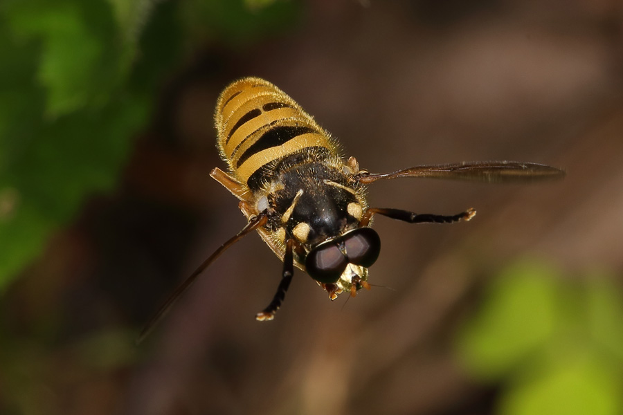 Temnostoma vespiforme - Wespen-Moderholzschwebfliege, Männchen Flug