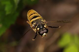 Temnostoma vespiforme - Wespen-Moderholzschwebfliege, Männchen Flug