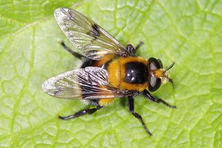 Volucella bombylans - Hummel-Waldschwebfliege, auf Blatt