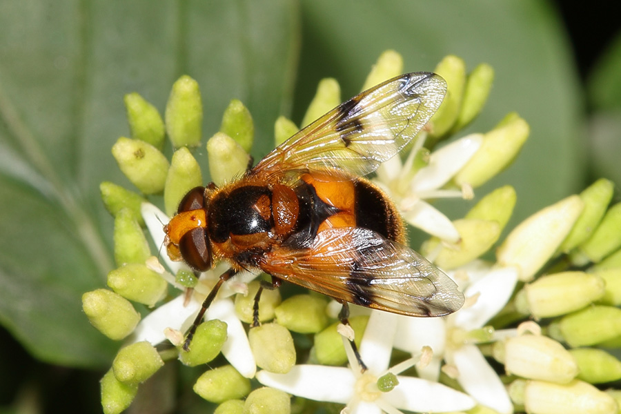 Volucella inflata - Gelbfleck-Waldschwebfliege, Weibchen