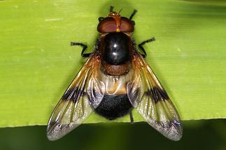 Volucella pellucens - Gemeine Waldschwebfliege, Weibchen (1)