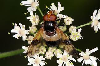 Volucella pellucens - Gemeine Waldschwebfliege, Weibchen (2)