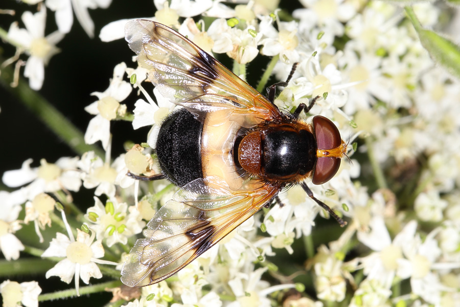 Volucella pellucens - Gemeine Waldschwebfliege, Weibchen