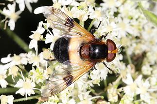 Volucella pellucens - Gemeine Waldschwebfliege, Weibchen (4)