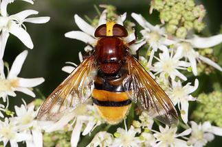 Volucella zonaria - Hornissenschwebfliege, Weibchen (1)