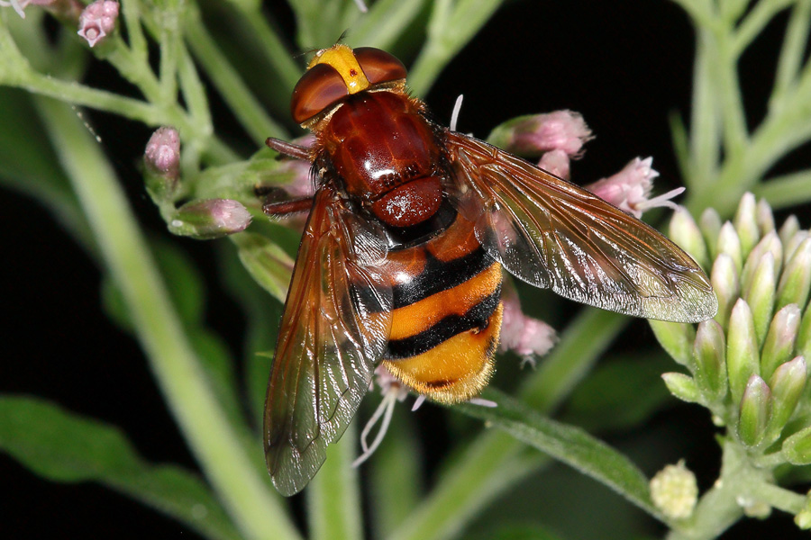 Volucella zonaria - Hornissenschwebfliege, Weibchen