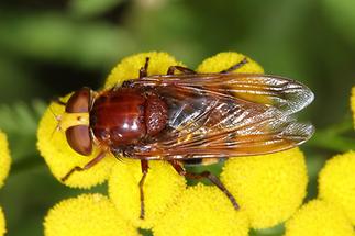 Volucella zonaria - Hornissenschwebfliege, Weibchen (4)