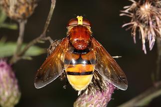 Volucella zonaria - Hornissenschwebfliege, Weibchen (5)