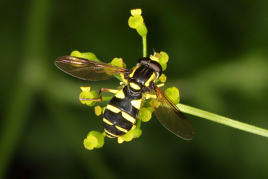 Xanthogramma pedissequum - Späte Gelbrandschwebfliege, Männchen