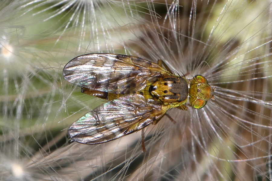 Chaetostomella cylindrica - Flockenblumen-Bohrfliege