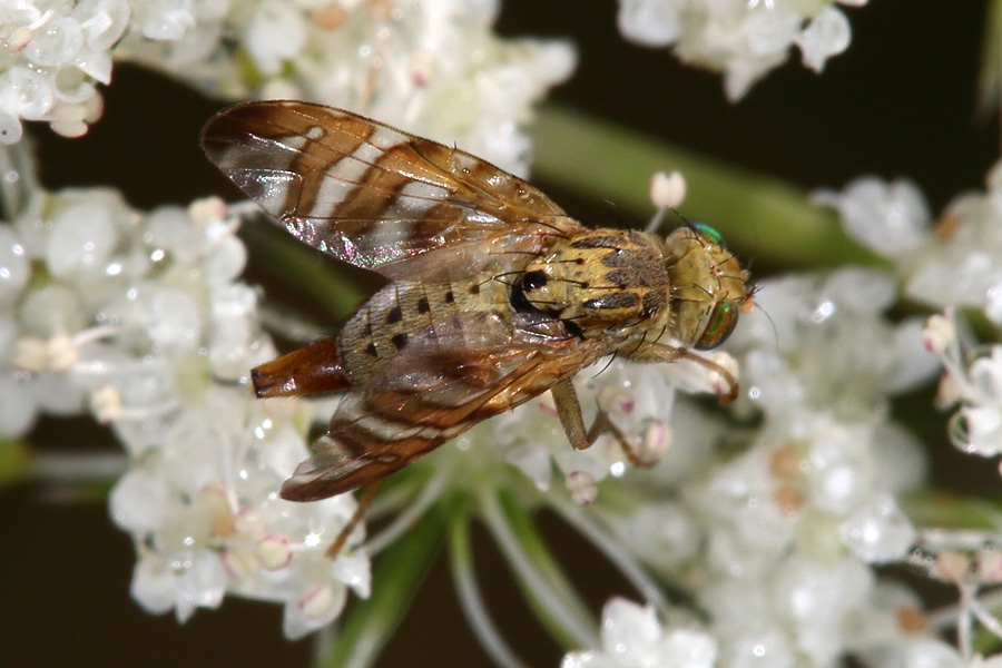 Chaetosromella cylindrica - Flockenblumen-Bohrfliege