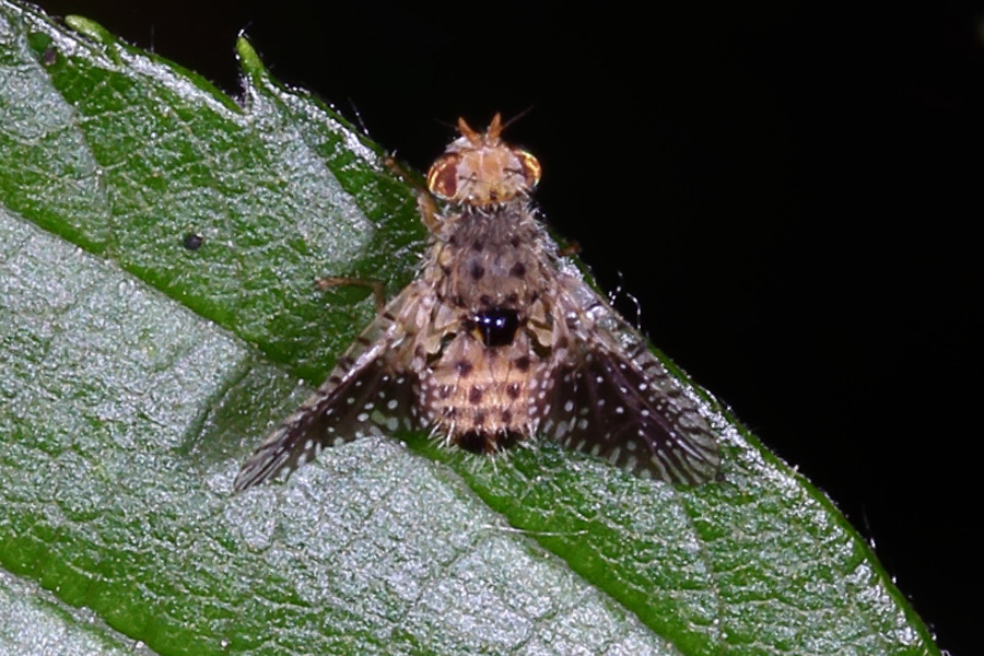 Noeeta pupillata - kein dt. Name bekannt