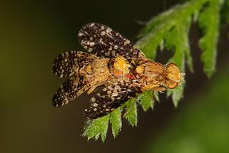 Oxyna flavipennis - kein dt. Name bekannt, Paar (1)