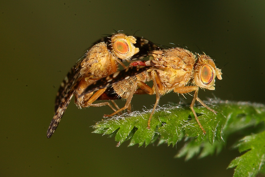 Oxyna flavipennis - kein dt. Name bekannt, Paar