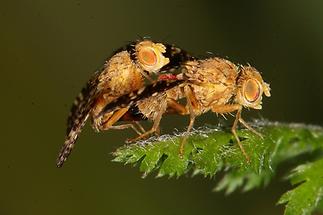 Oxyna flavipennis - kein dt. Name bekannt, Paar (2)