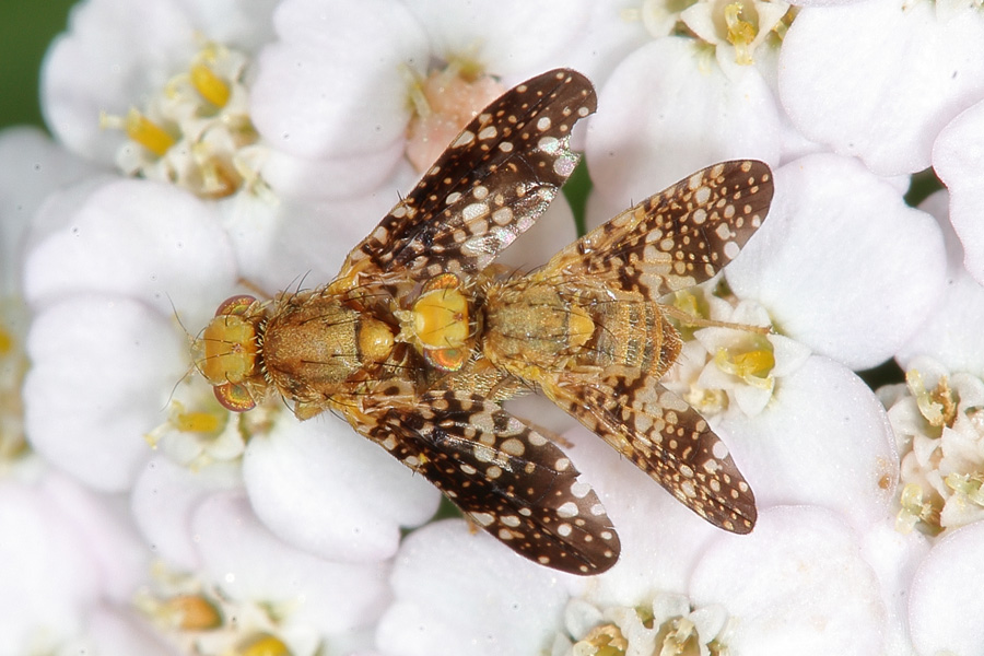 Oxyna flavipennis - kein dt. Name bekannt, Paar