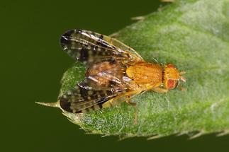 Xyphosia miliaria - Distel-Bohrfliege (1)