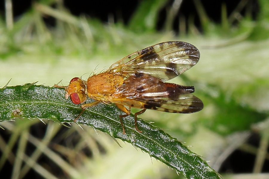 Xyphosia miliaria - Distel-Bohrfliege