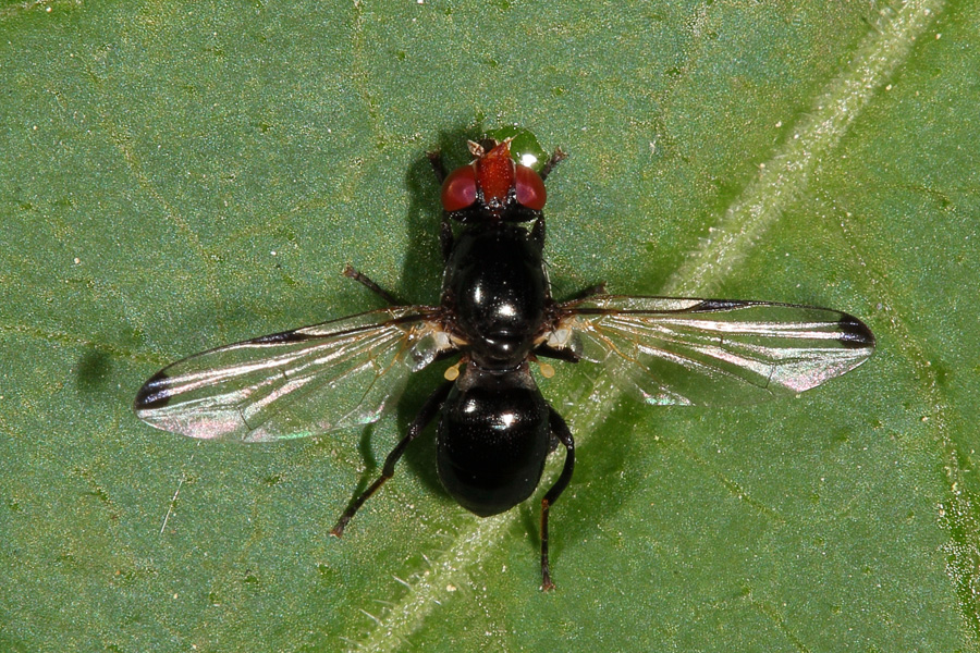 Seioptera vibrans - Rotstirnige Schmuckfliege