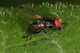 Seioptera vibrans - Rotstirnige Schmuckfliege (2)