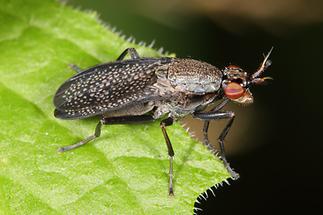 Coremacera marginata - Melierte Schneckenfliege (2)